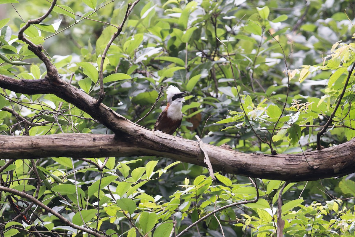 White-crested Laughingthrush - ML646945586