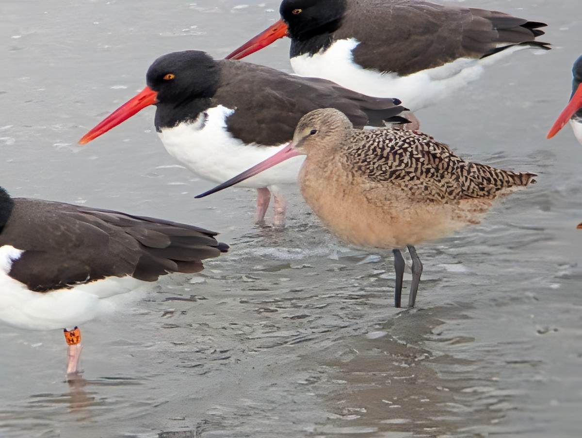 Marbled Godwit - ML646945588
