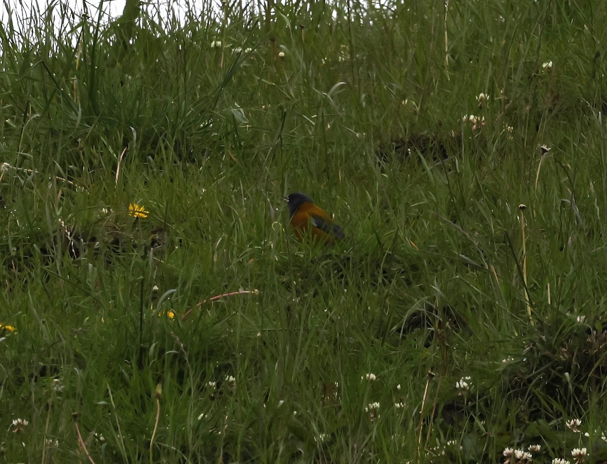 Peru And İspinozu - ML646945590