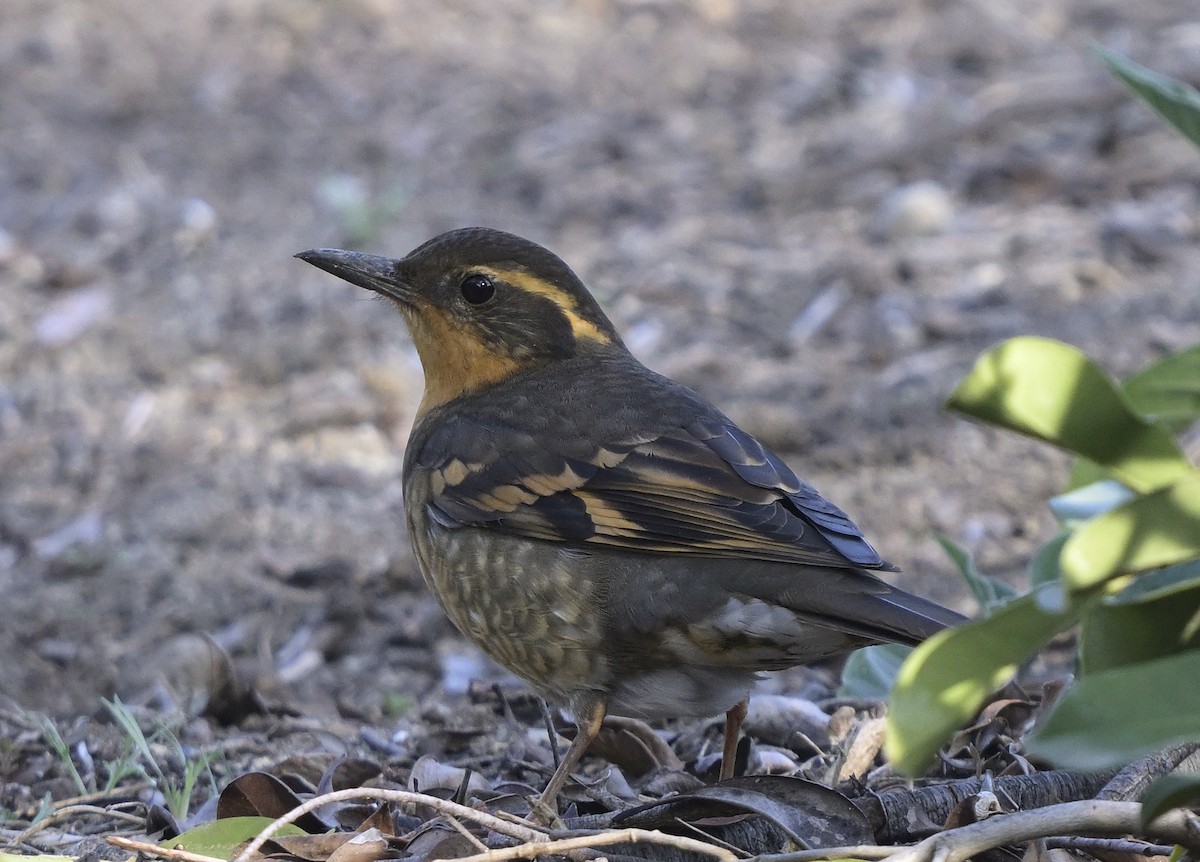 Varied Thrush - ML646945591