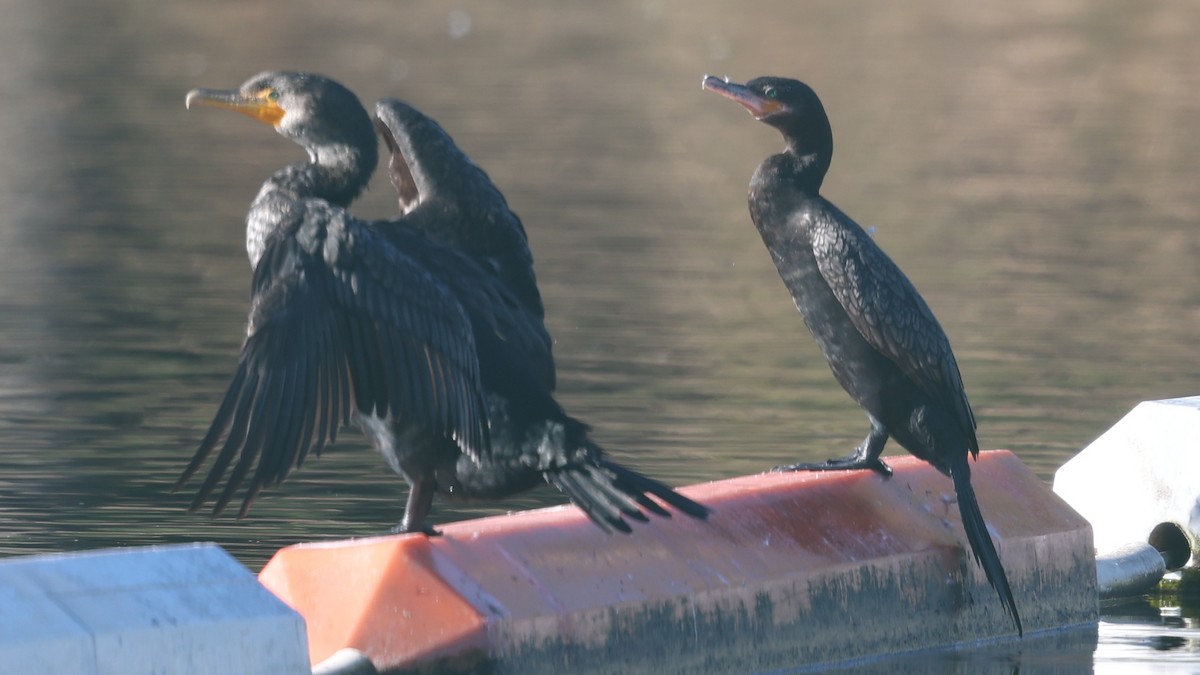 Neotropic Cormorant - ML646945592