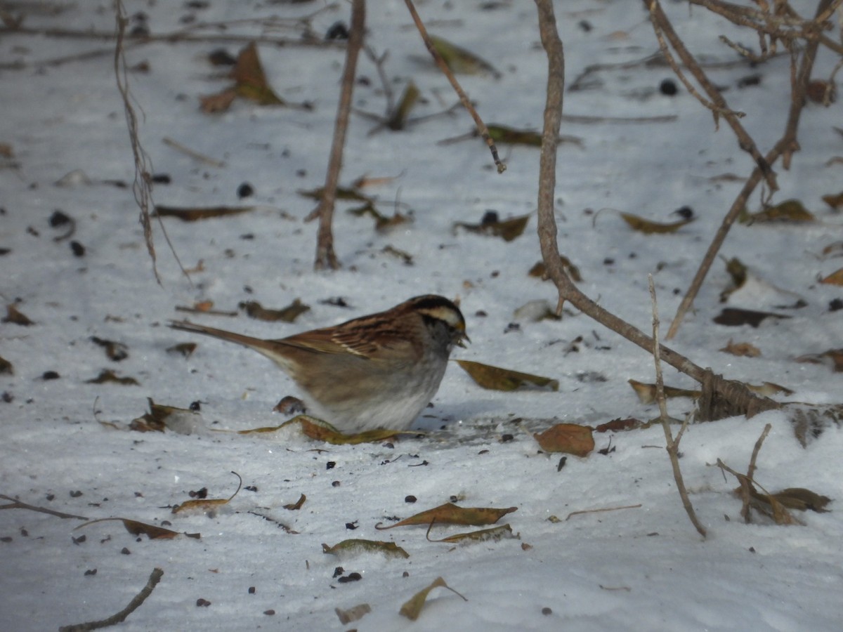 White-throated Sparrow - ML646945594