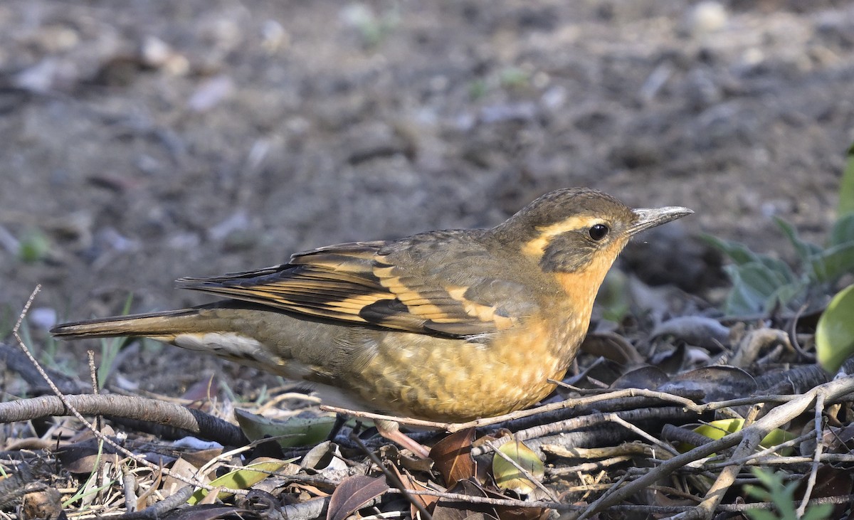 Varied Thrush - ML646945595