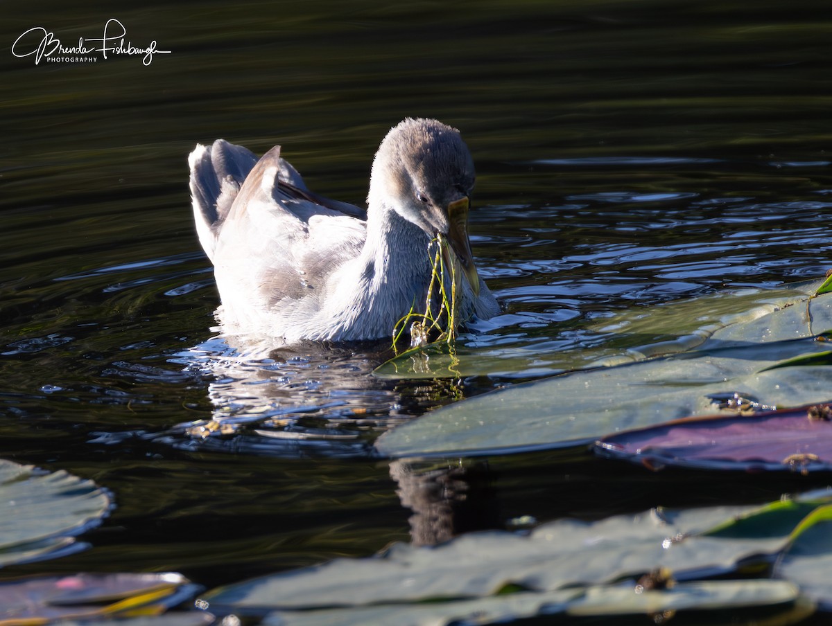 slípka americká - ML646945596