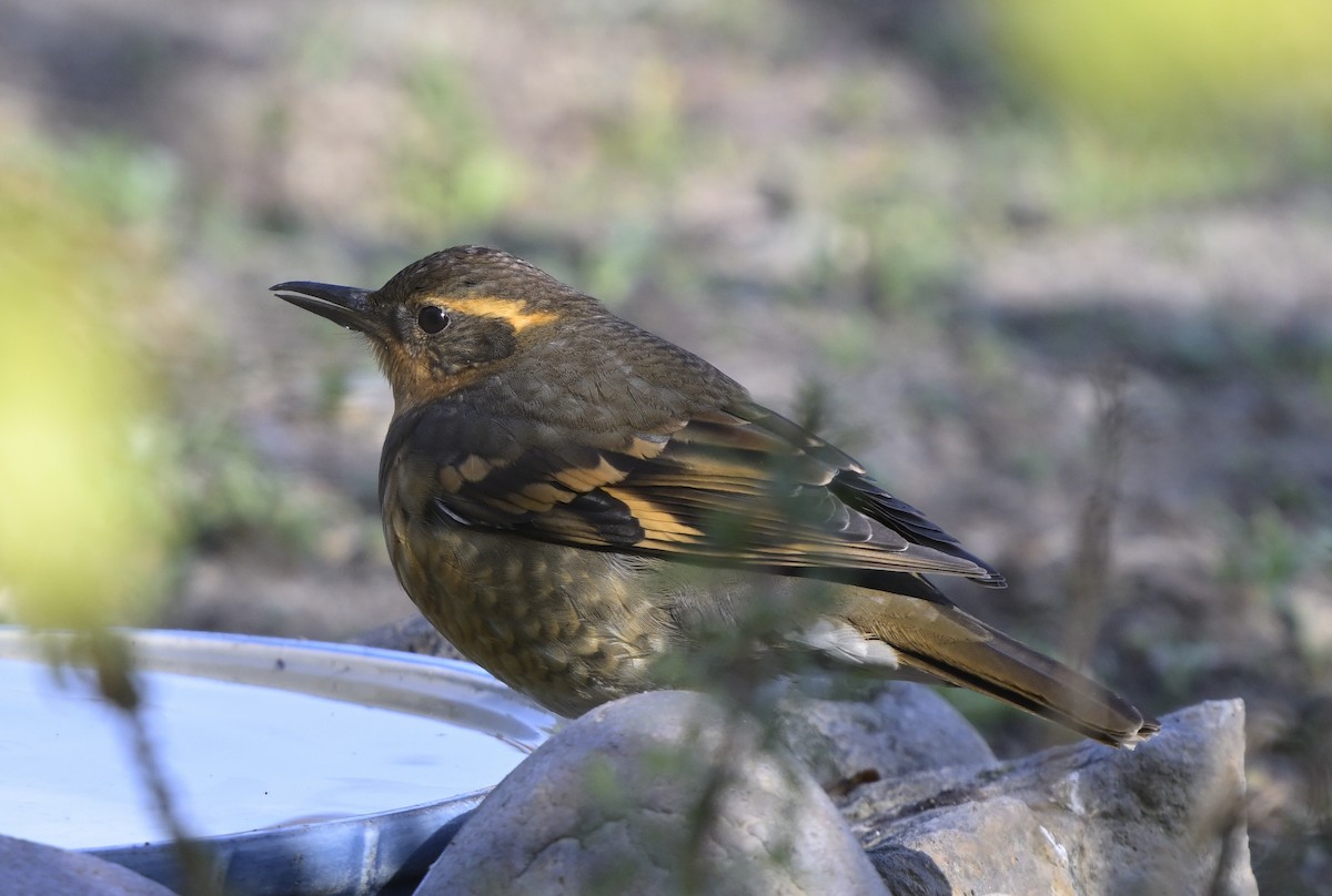 Varied Thrush - ML646945598