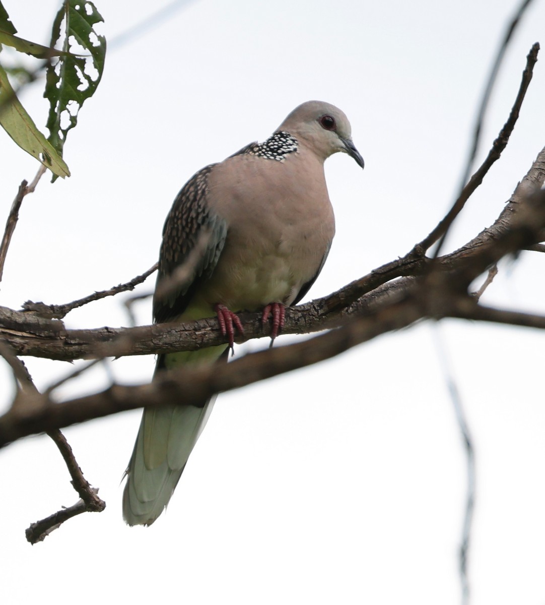 Spotted Dove - ML646945599