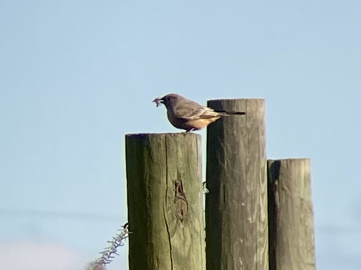 Say's Phoebe - ML646945600