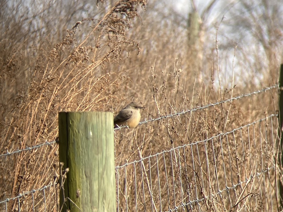 Say's Phoebe - ML646945601