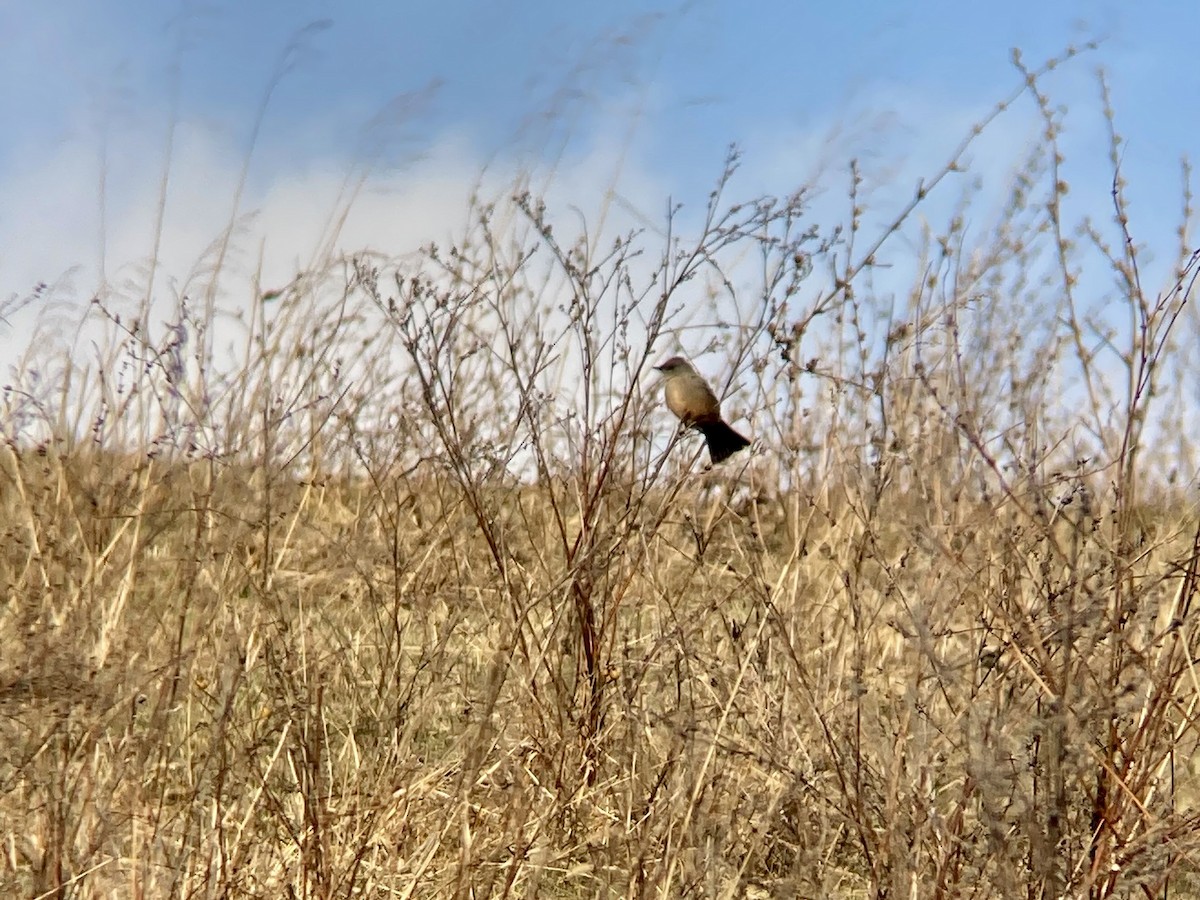 Say's Phoebe - ML646945602