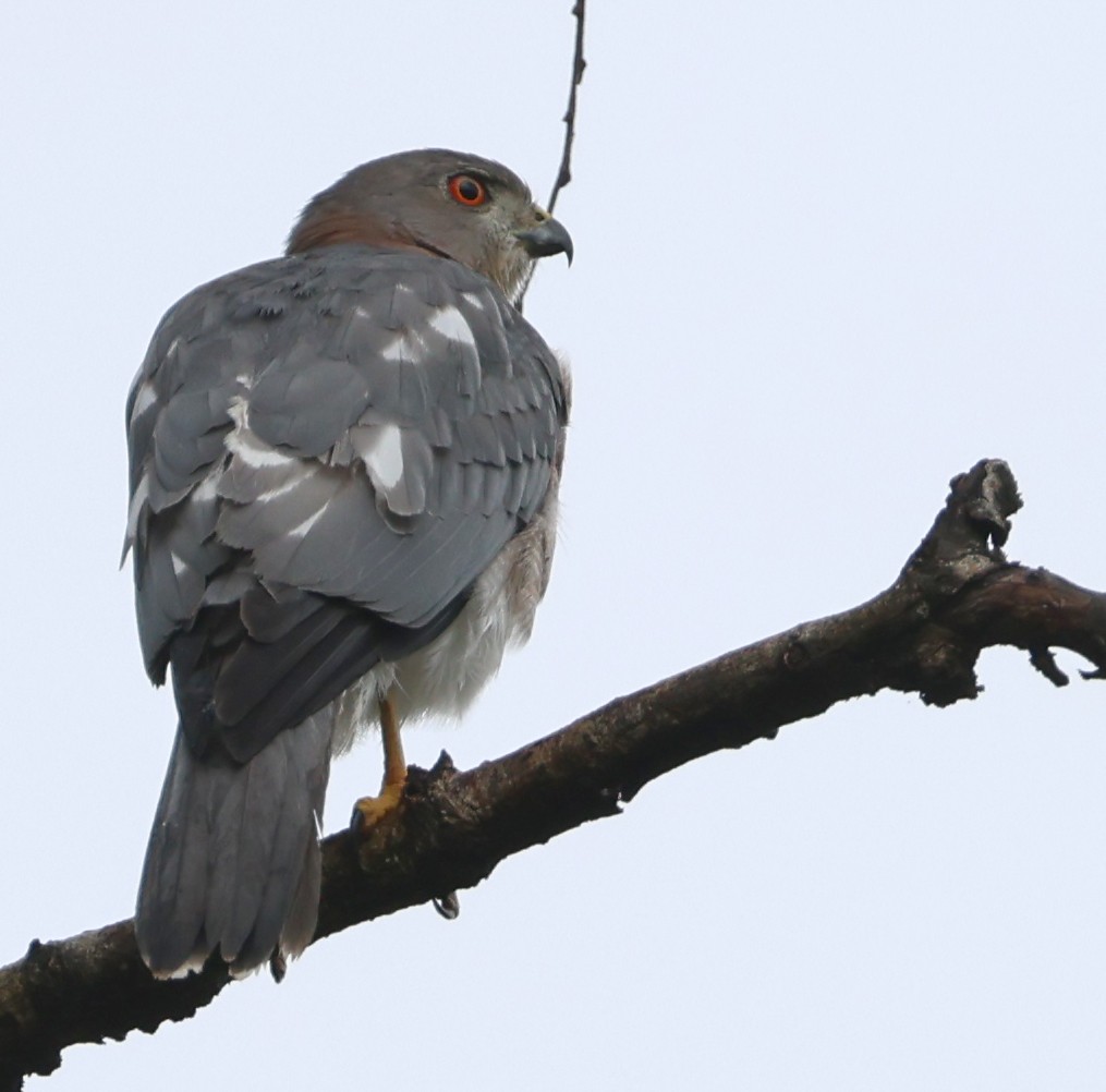 Shikra - ML646945603