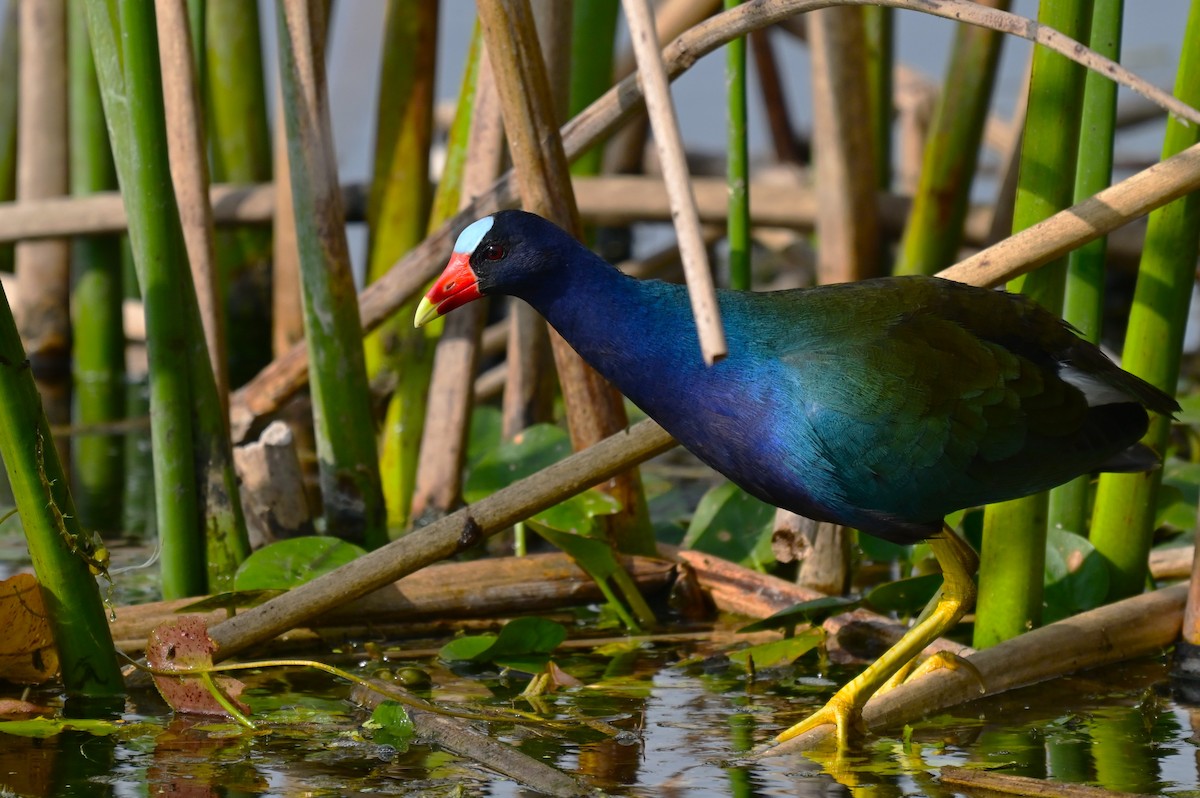 Purple Gallinule - ML646945604