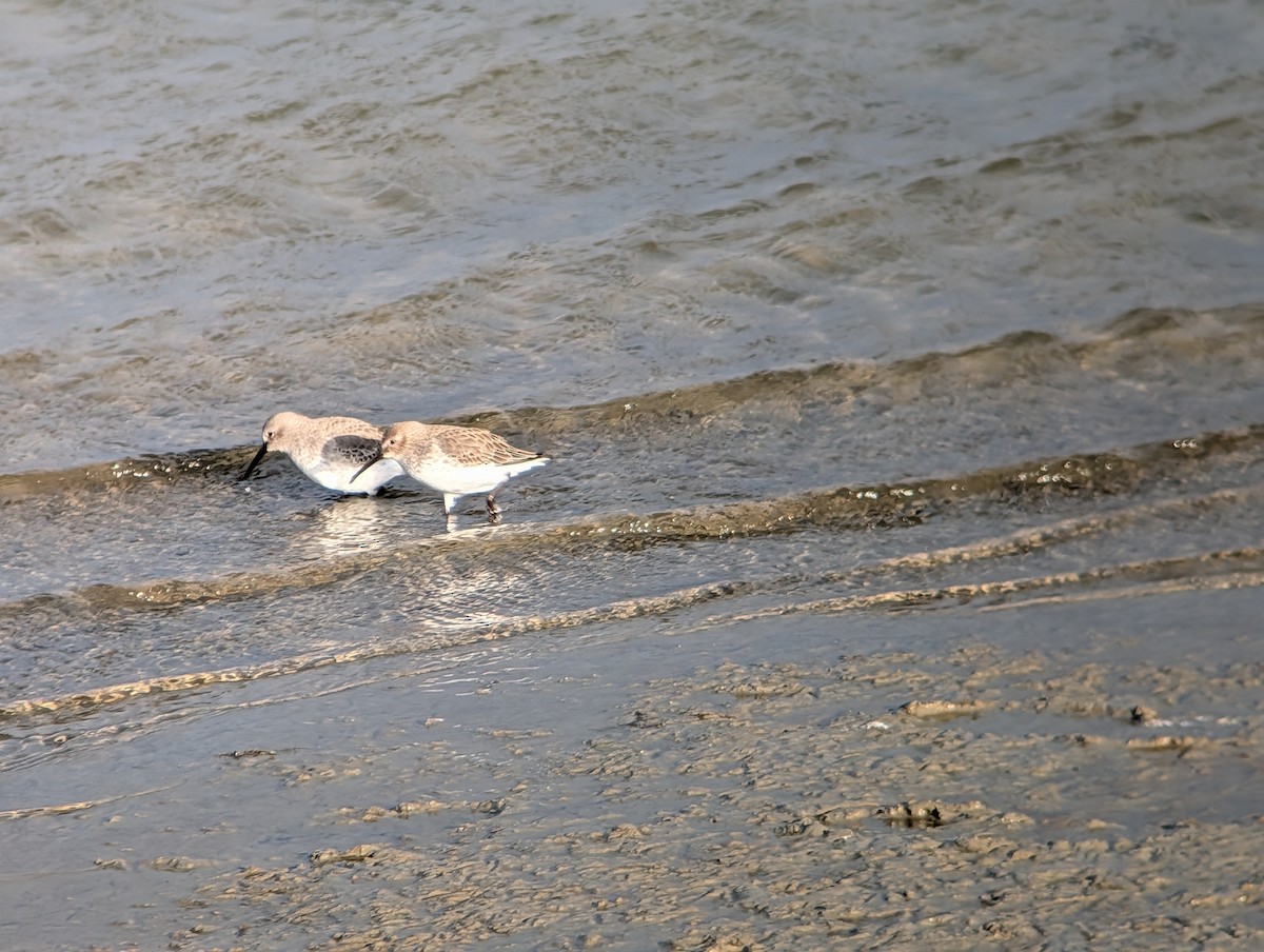 Dunlin - ML646945605