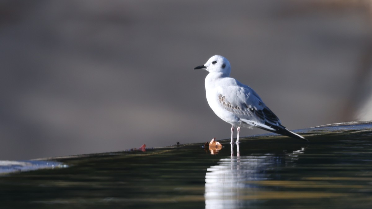 Bonaparte's Gull - ML646945607