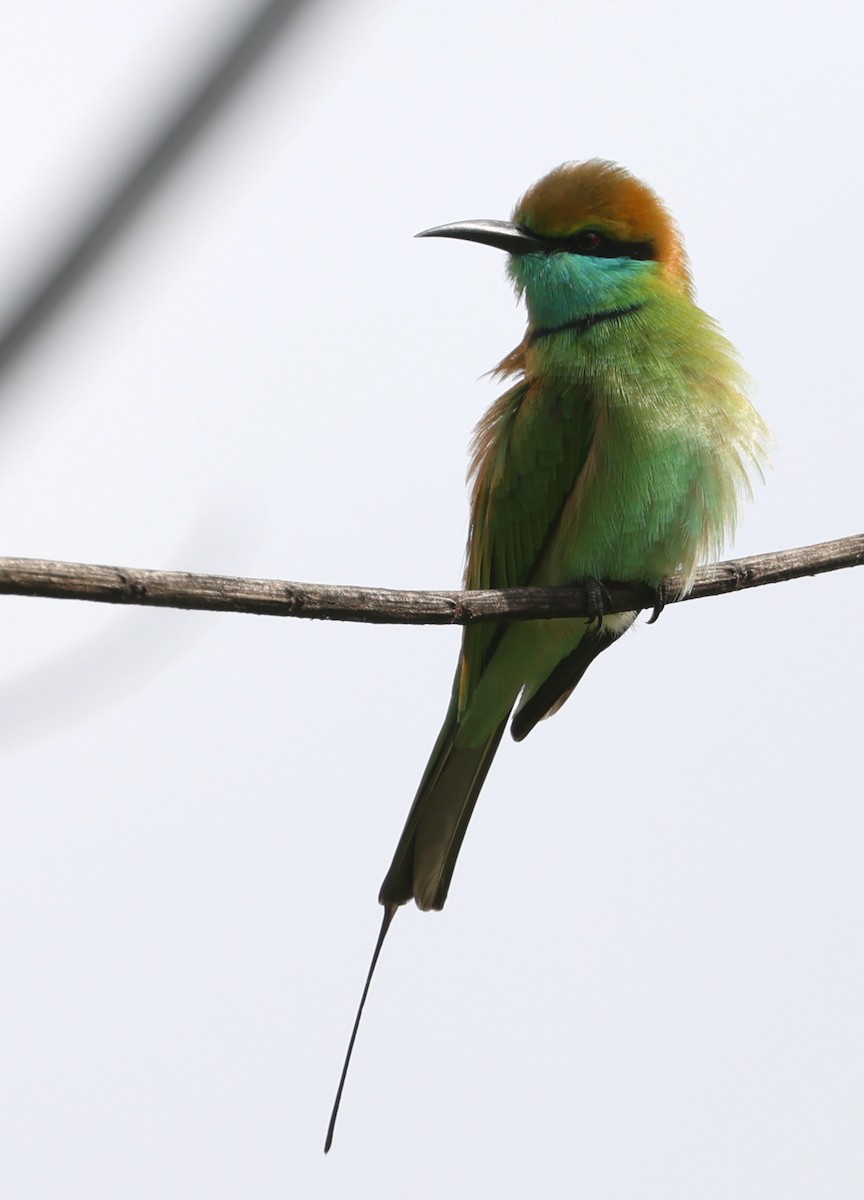 Asian Green Bee-eater - ML646945608