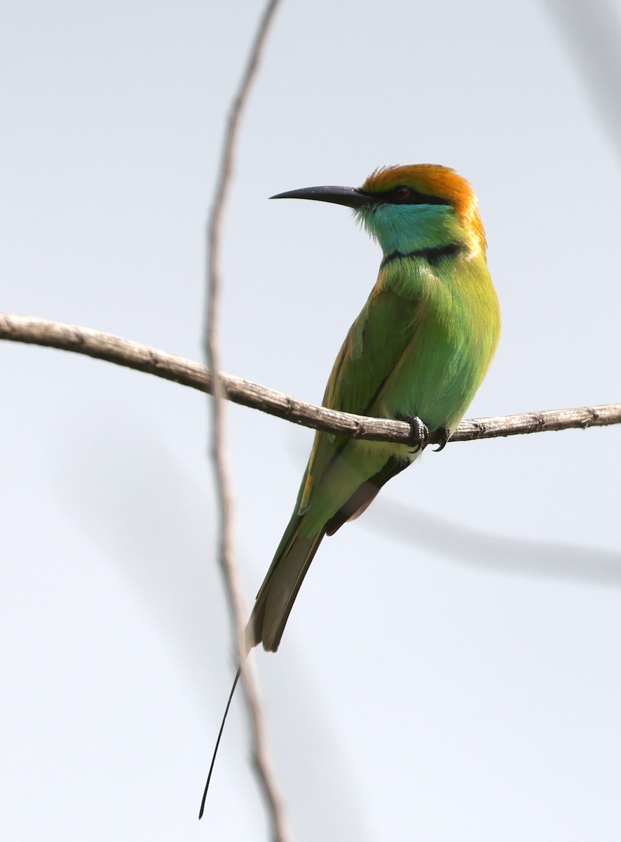 Asian Green Bee-eater - ML646945609