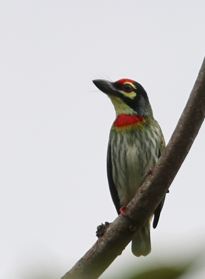 Coppersmith Barbet - ML646945611