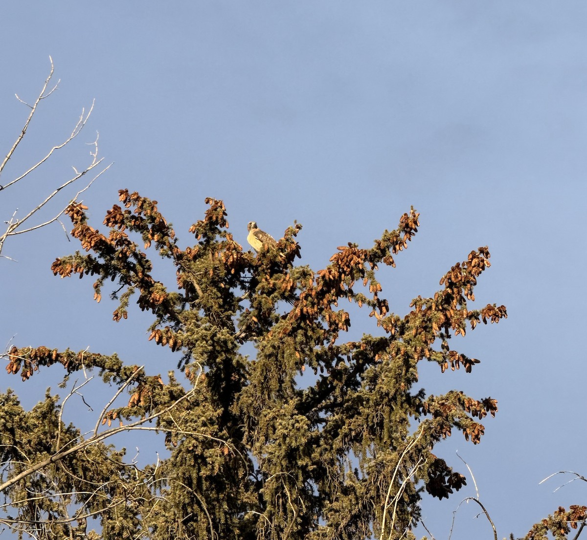 Red-tailed Hawk - ML646945612