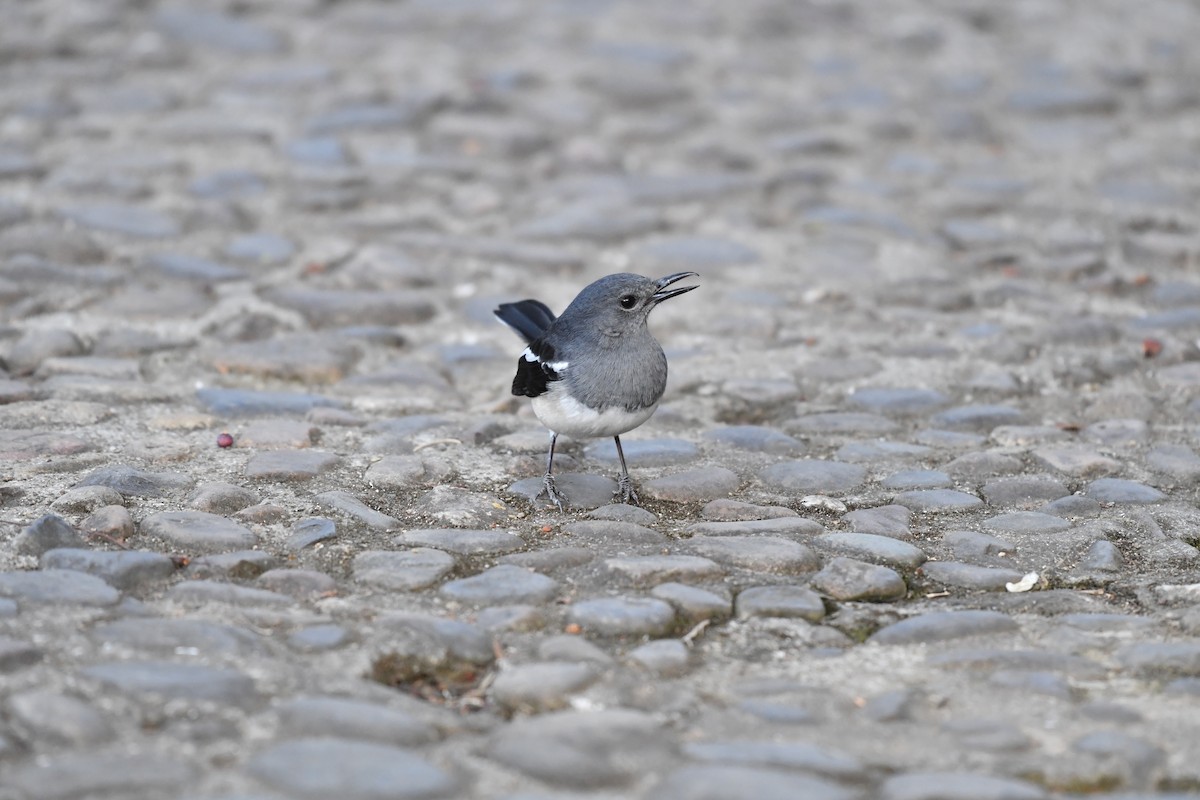 鵲鴝 - ML646945617