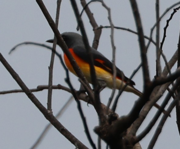 Zwergmennigvogel - ML646945618