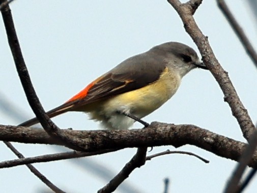 Zwergmennigvogel - ML646945619