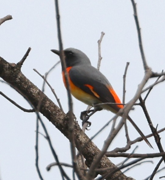 Zwergmennigvogel - ML646945620