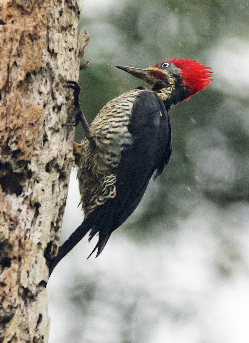 stripesvartspett - ML646945622