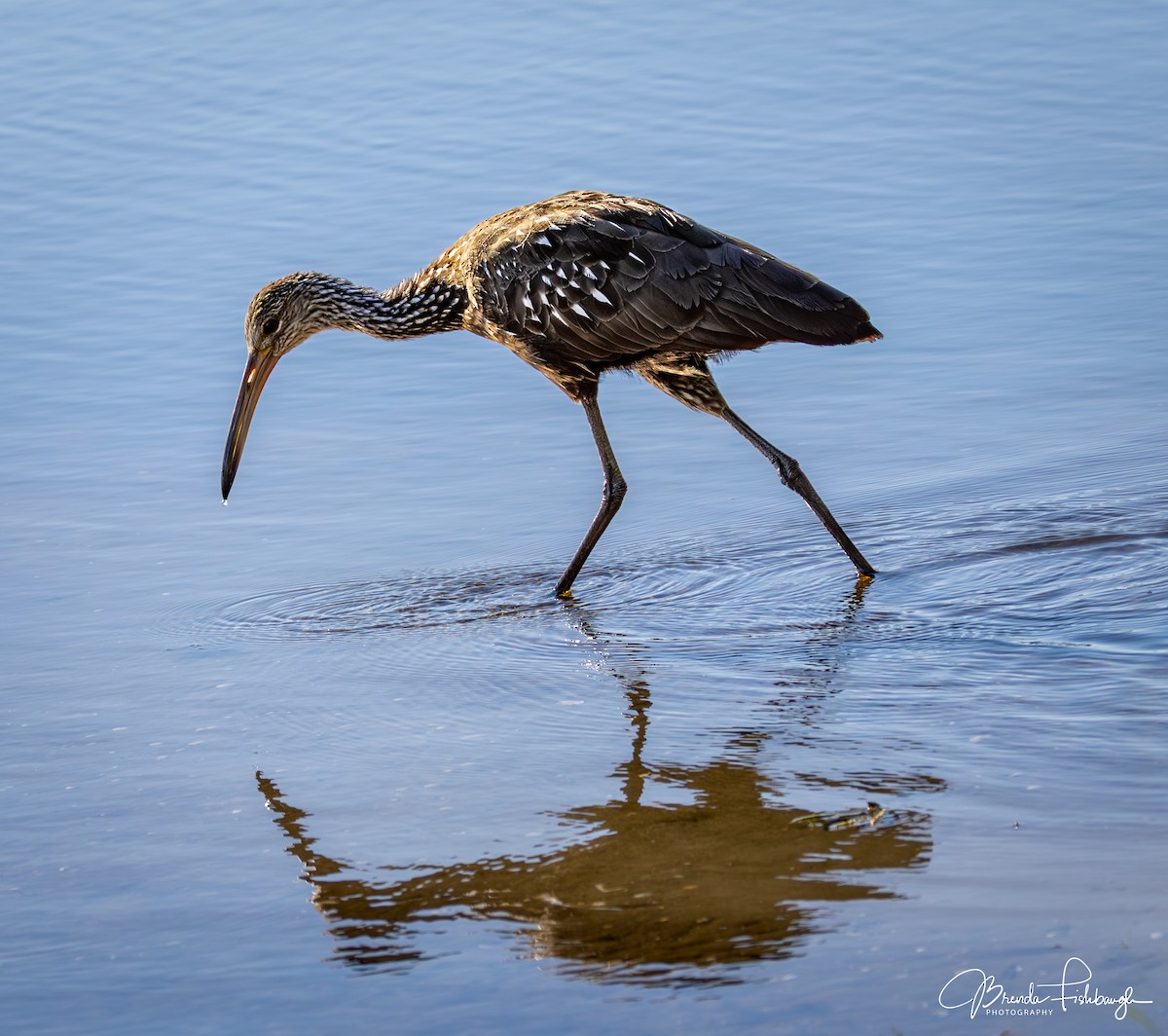 Арама - ML646945623