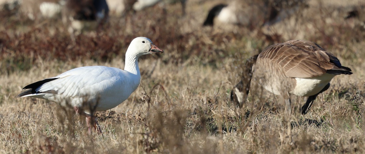Snow Goose - ML646945625