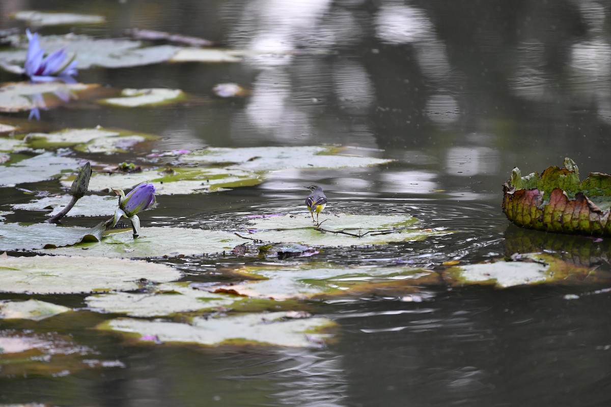 灰鶺鴒 - ML646945627