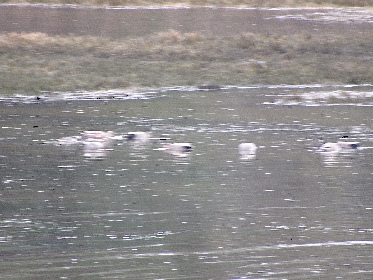 Gadwall - ML646945631