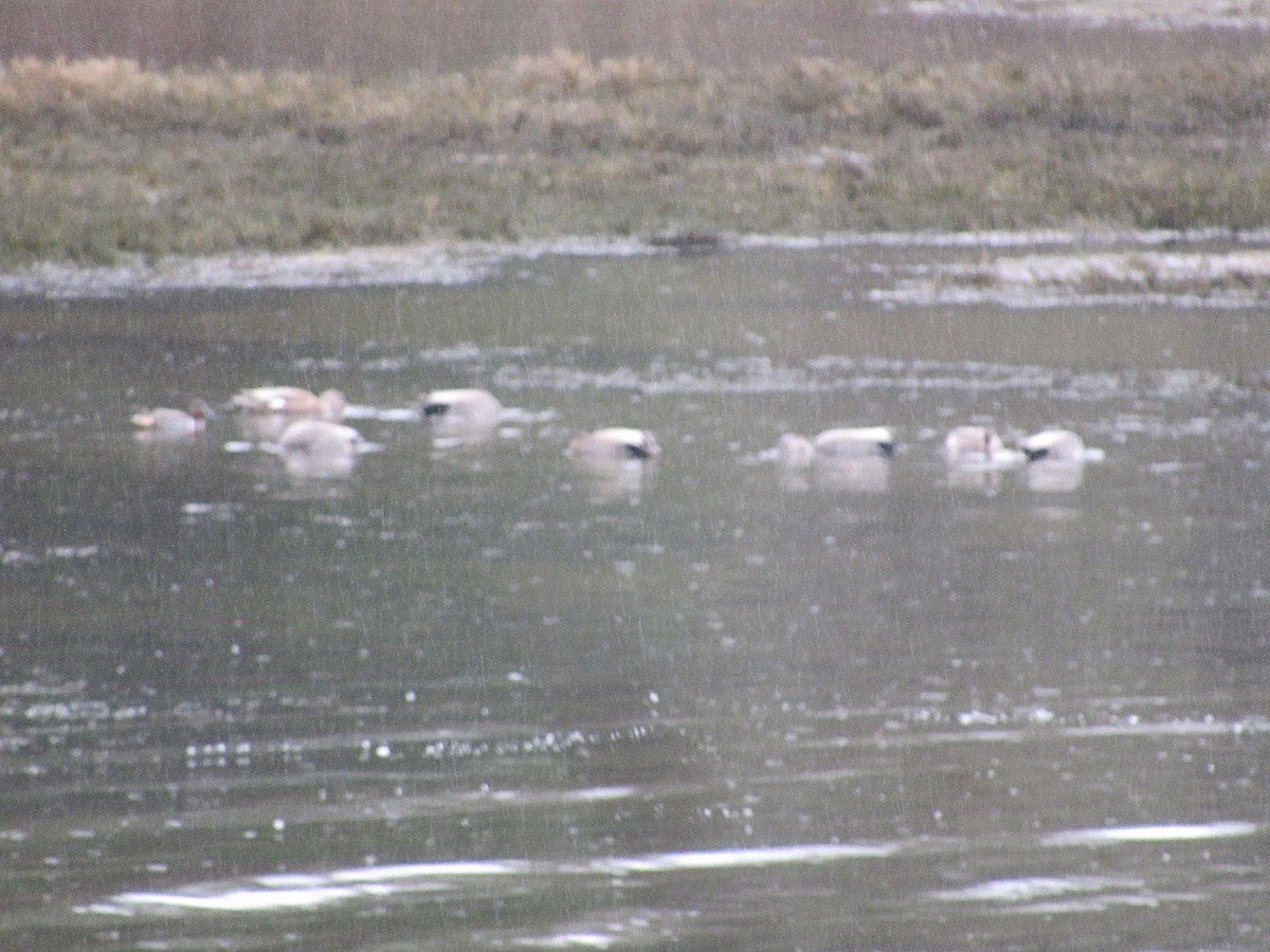 Gadwall - ML646945632