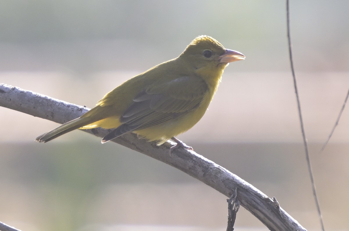 Piranga vermillon - ML646945633