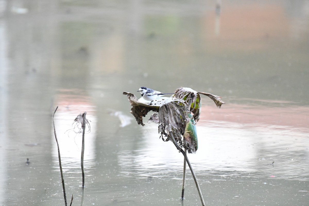 白鶺鴒 - ML646945634