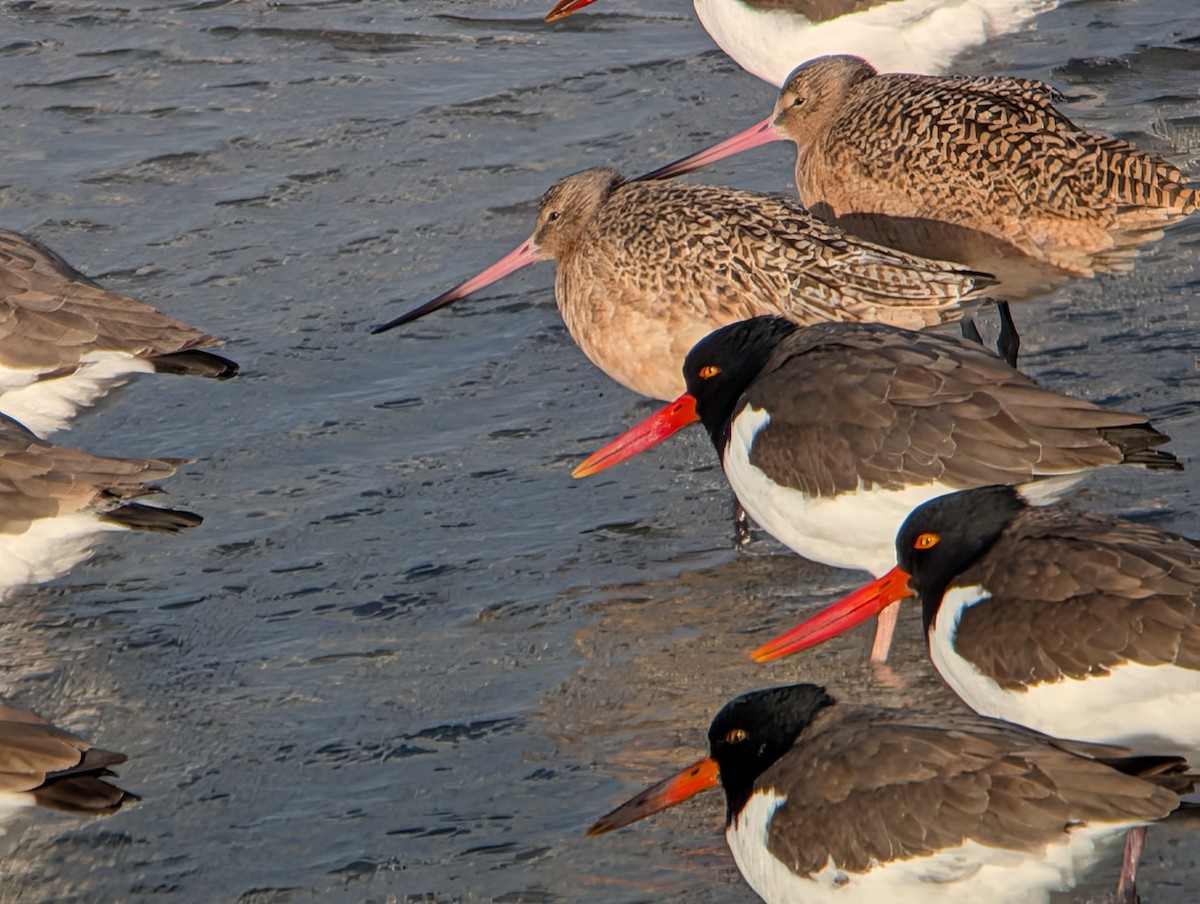Marbled Godwit - ML646945635