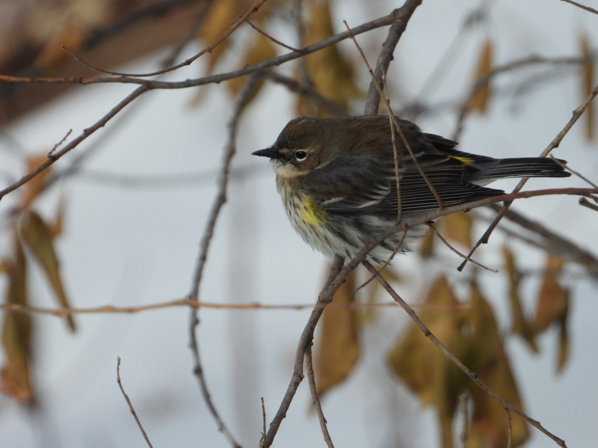 סבכון הכתר - ML646945636