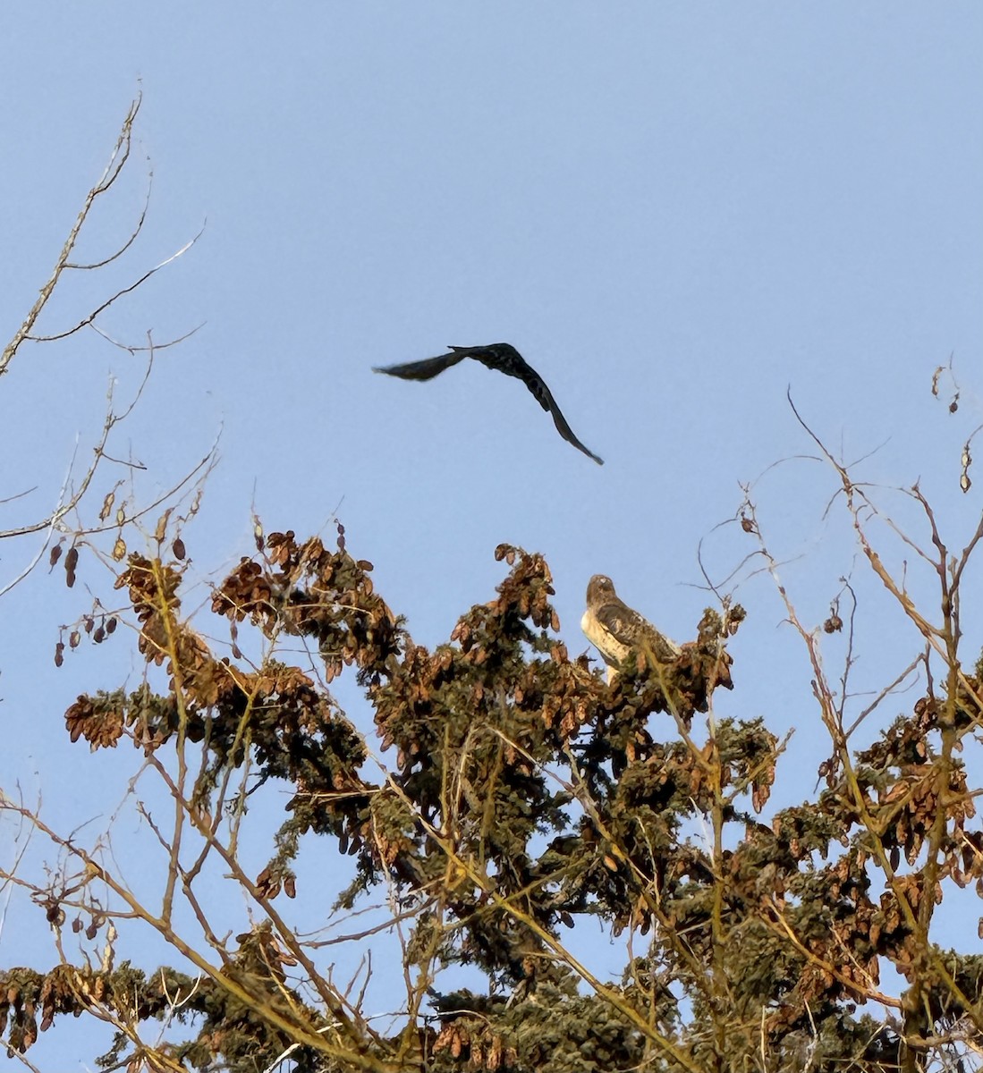 American Crow - ML646945637