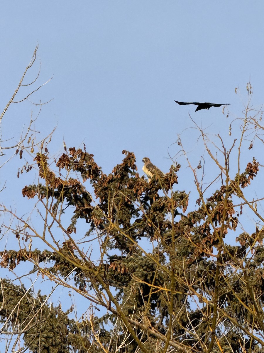 American Crow - ML646945638