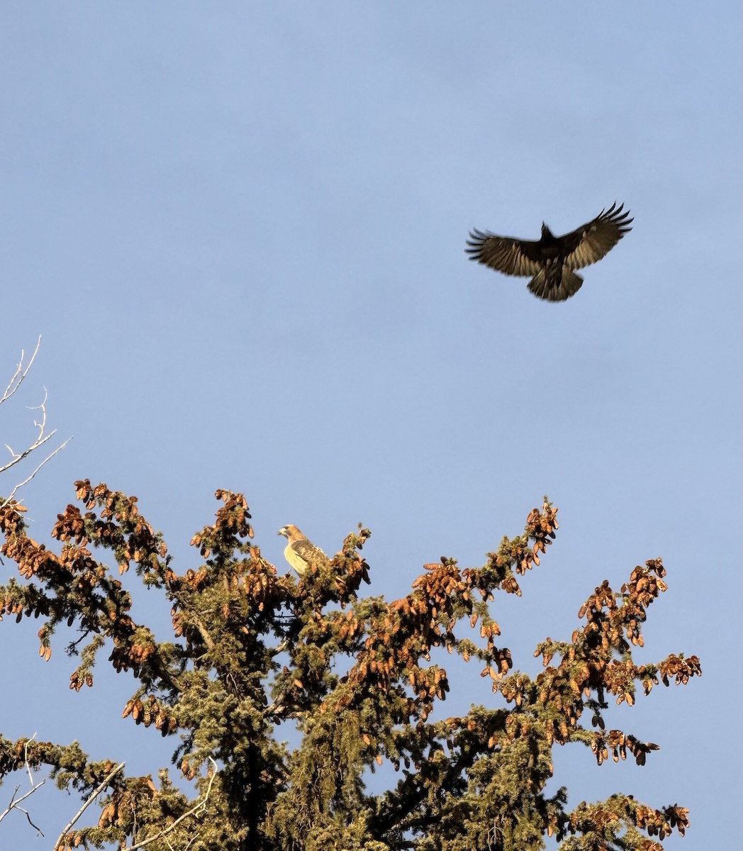 American Crow - ML646945639