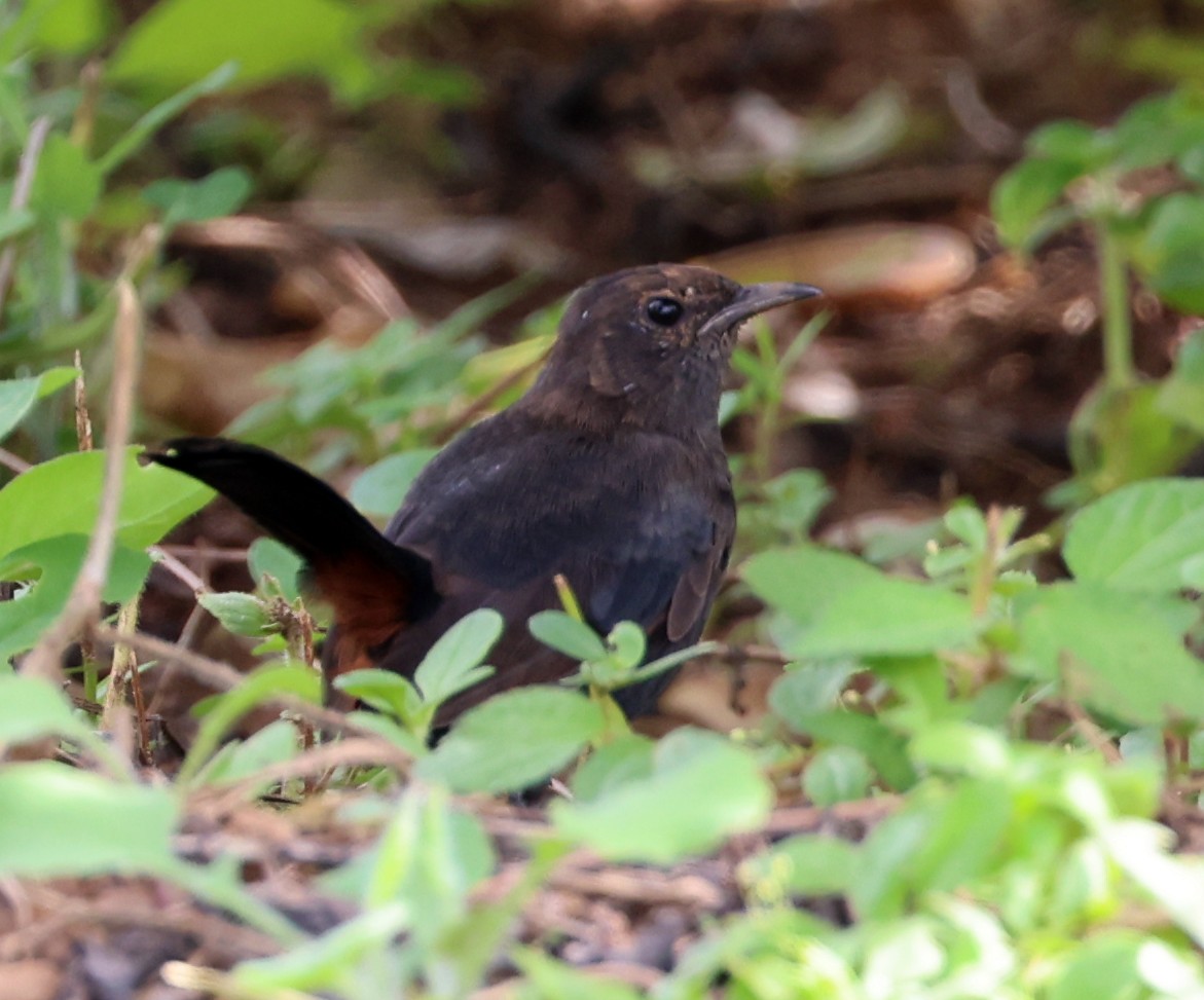 Indian Robin - ML646945640