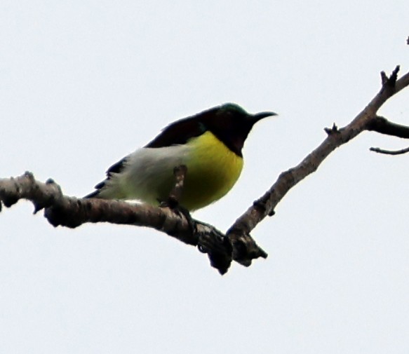 Purple-rumped Sunbird - ML646945641