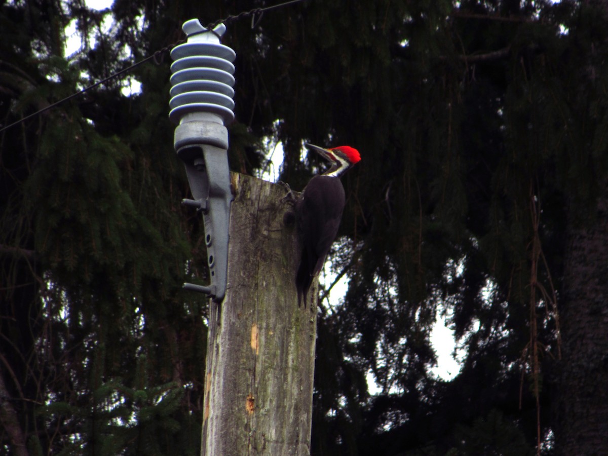 Pileated Woodpecker - ML646945642