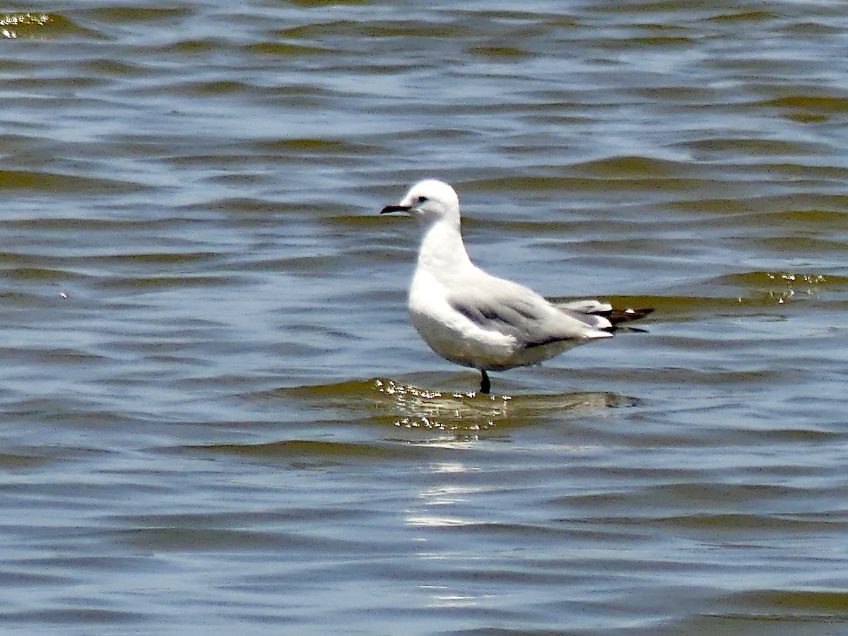 Hartlaub's Gull - ML646945644