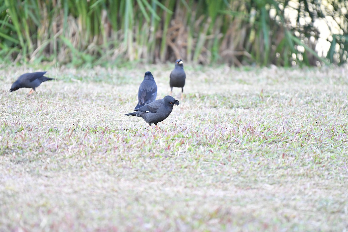 八哥(冠八哥) - ML646945645