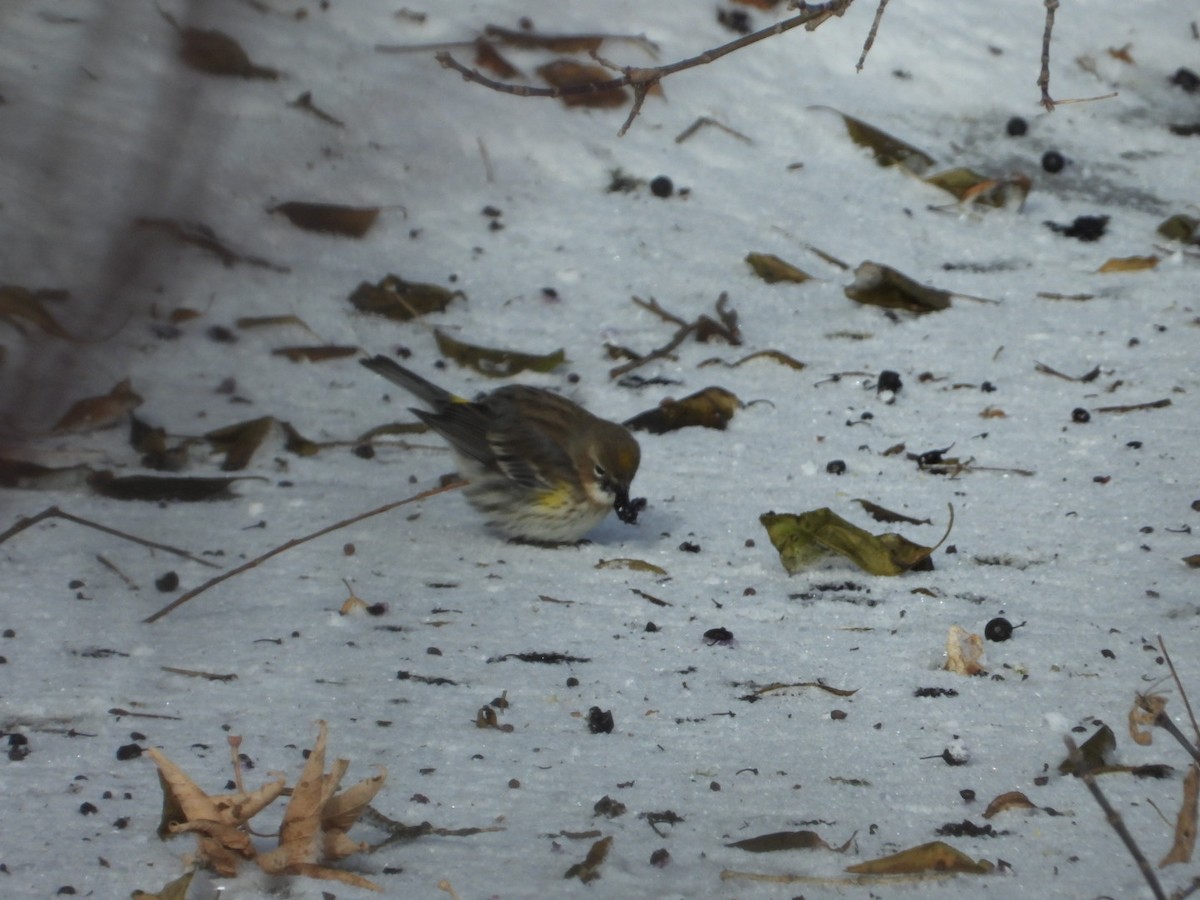 סבכון הכתר - ML646945649