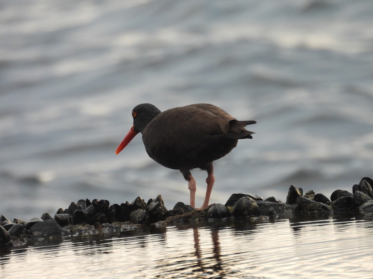 Black Oystercatcher - ML646945650