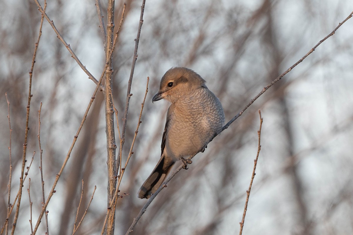 ťuhýk severní - ML646945651