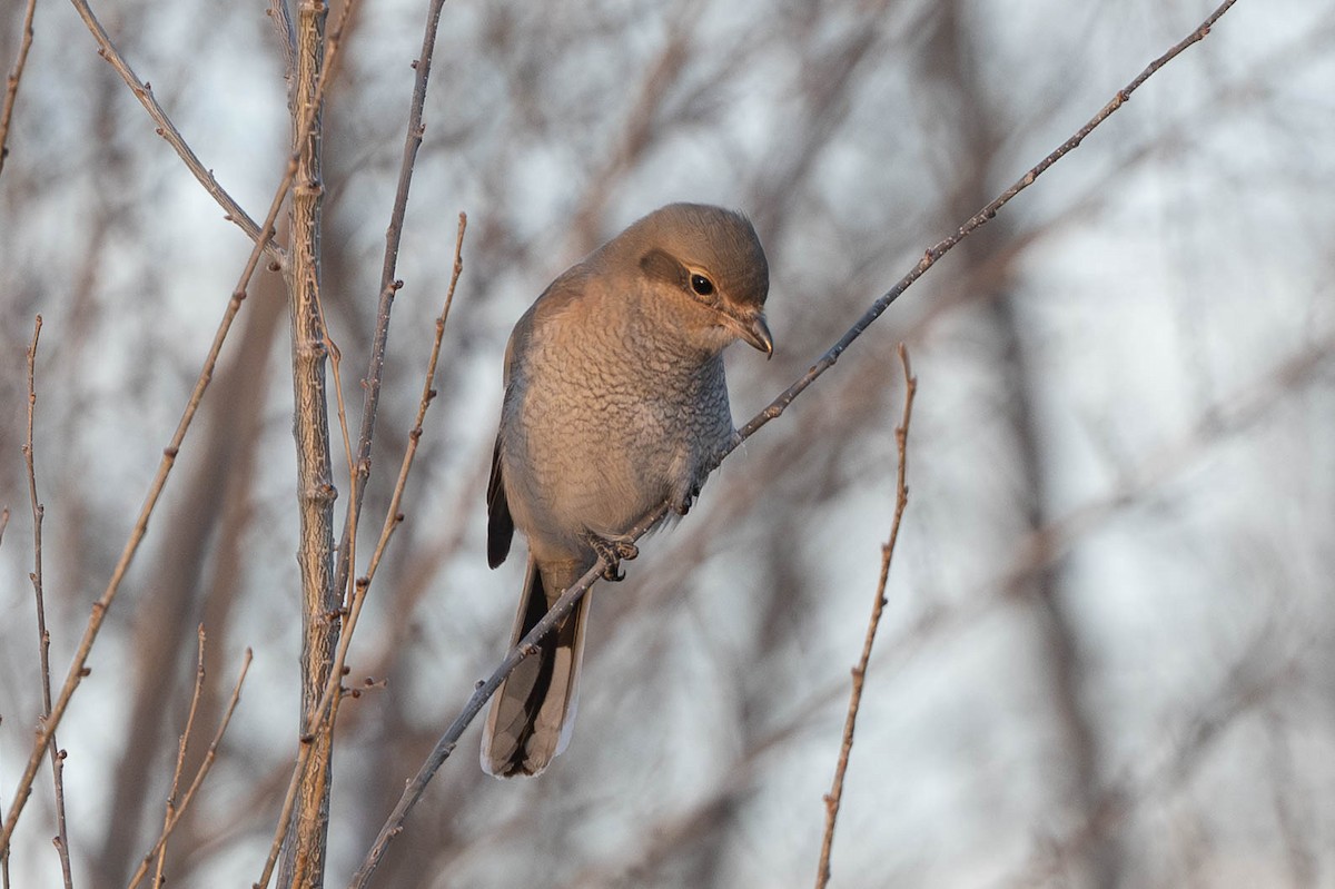 ťuhýk severní - ML646945652