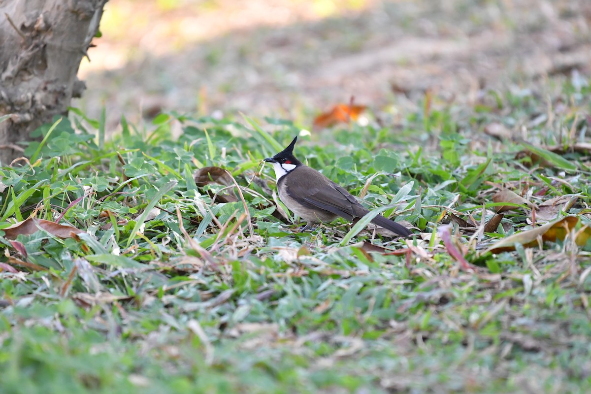 紅耳鵯 - ML646945654