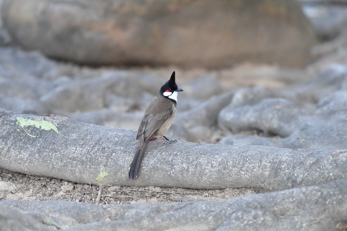 紅耳鵯 - ML646945655