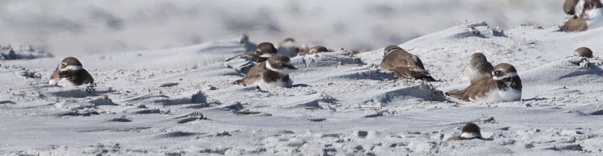 Chorlitejo Semipalmeado - ML646945656